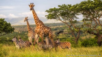 Fit 330 3871 zulu nyala
